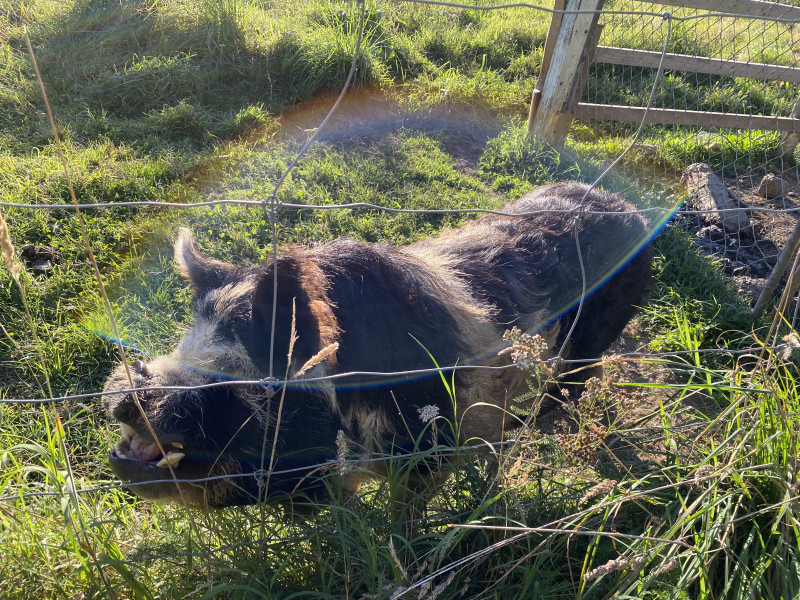 Curious Pigs at Riwaka Estate - Maria Guildbrandt